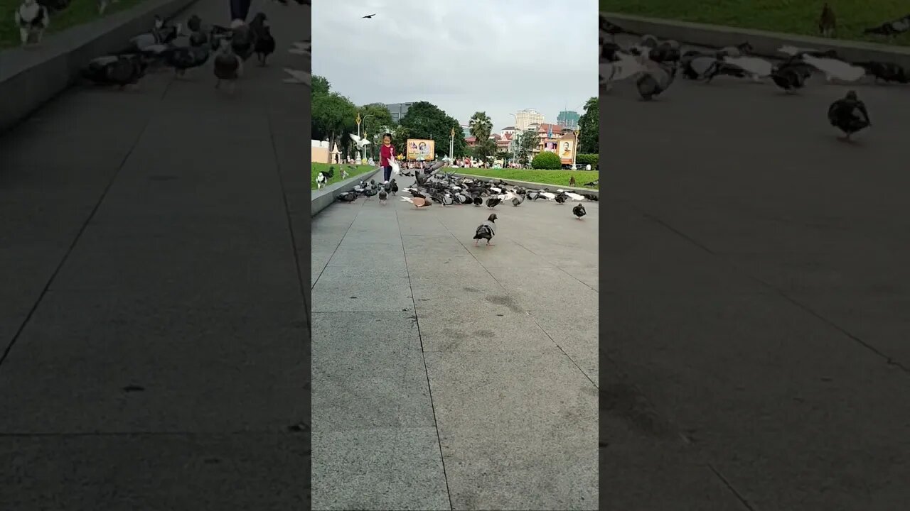 Cute and good girl feed the doves🇰🇭❤️️