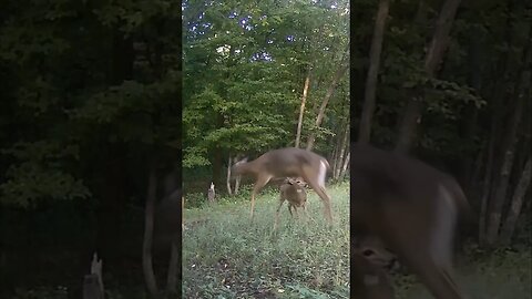 Deer JUMPS Over DEER!!!