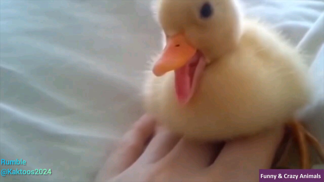 beautiful animal