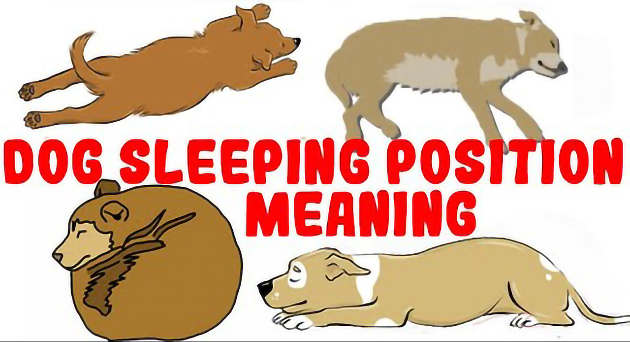 What Your Dog's Sleeping Position Reveals About Their Personality, Health and Character