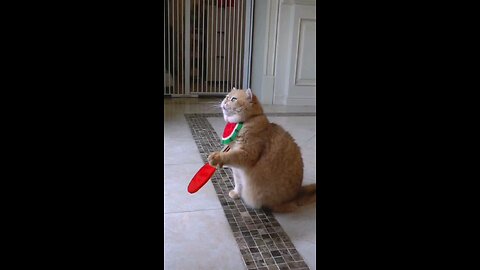 cat playing