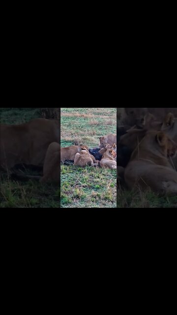 Lions Feasting #shorts