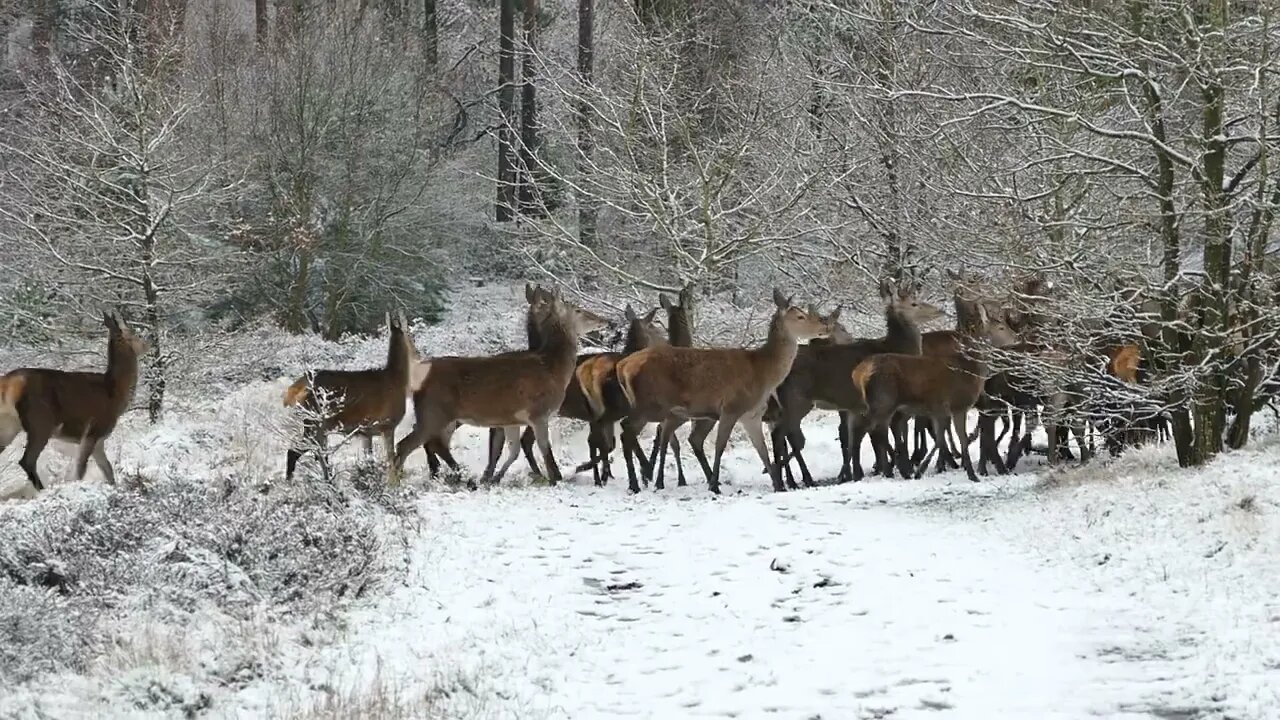 HD Deer Snowy Forest | Hodge Podge