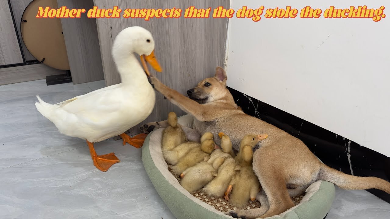 Dog and Duck friendship