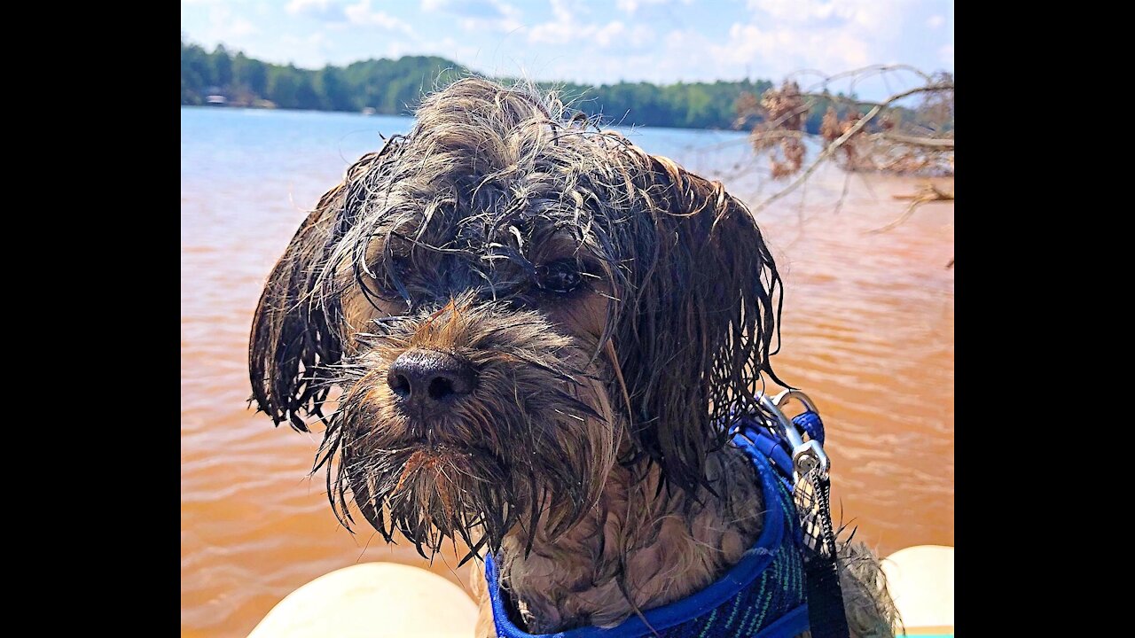 Chewbacca on the lake in a CraigCat Catamaran