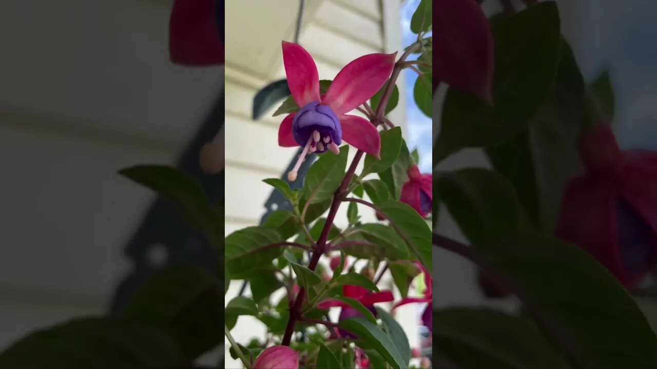 Loving my new flowers we got today. #springflowers #fuchsia #Wavepetunia