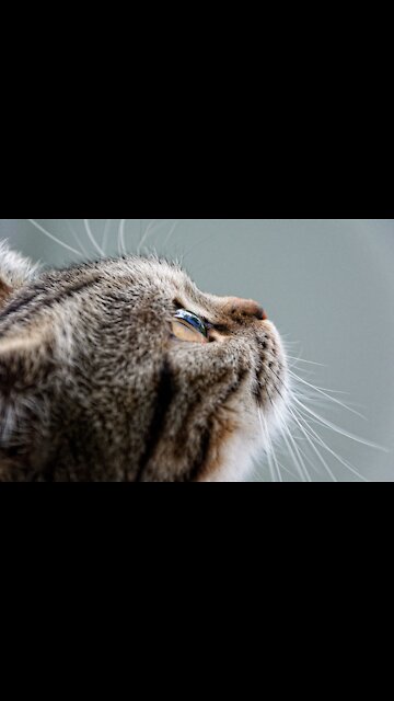 Woman Imitating Cat Licking Her Own Body And Cat Is Surprised - TikTok Cats (Funny Animals #303)