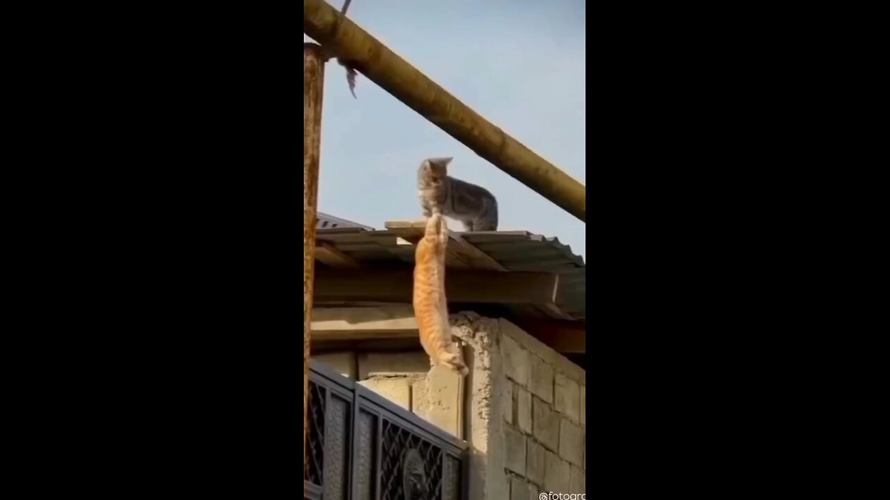 Cat and dog on the rock