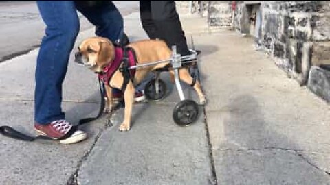 Disabled dog walks for the first time using wheels