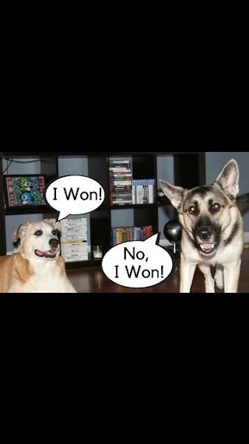 Cutest Dog Couple Argument (Comment Who Is The Winner)