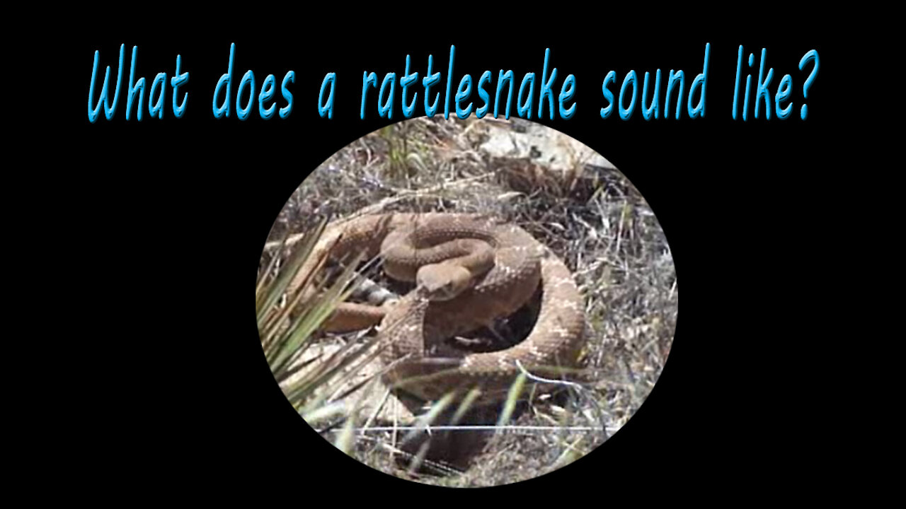 Do you know what a rattlesnake sounds like?