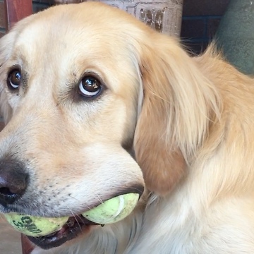 Golden Retriever Refuses To Share His Tennis Balls