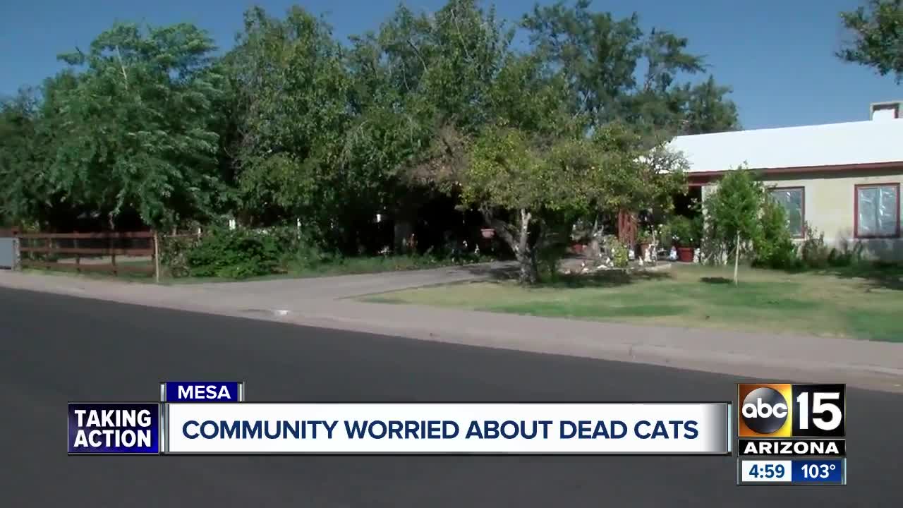 Mesa residents concerned after finding series of dead cats