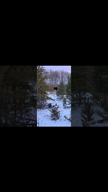 Hunting For Deer, FOUND A MOOSE!