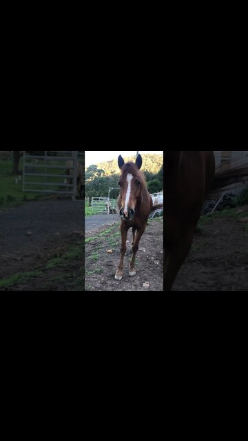 Old horse and young horse. Both beautiful souls