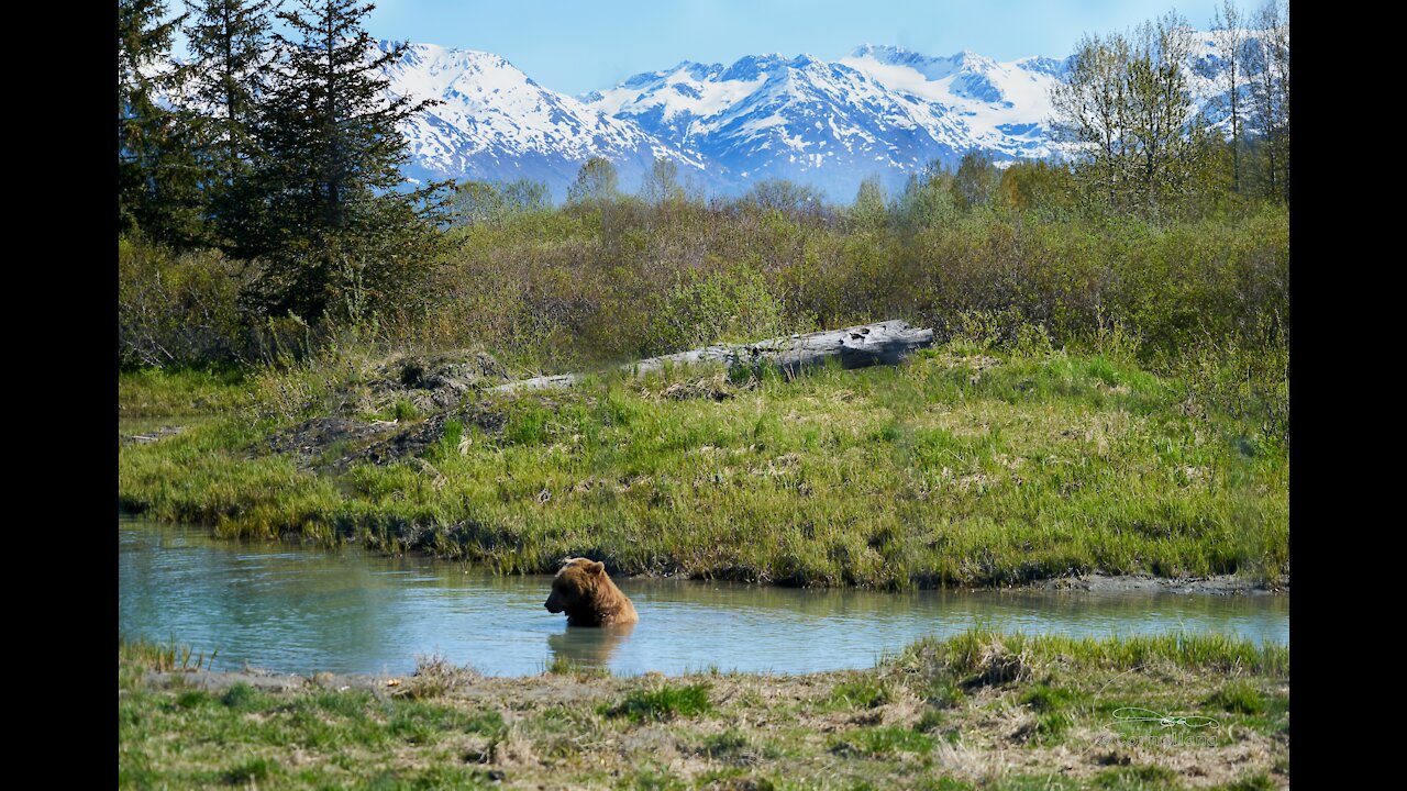 A wild Bear 🐼Trying to Catch Fish from Forest River