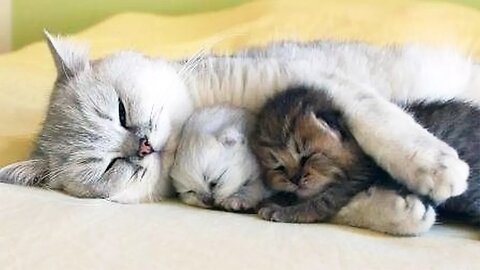 Cat Mum Cuddle With Her Kittens