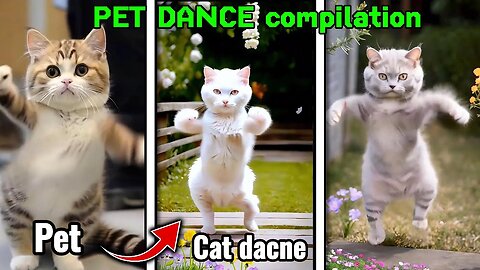 Try Not Laughing Cat Dancing 😂🤣 One of The Best And Funny Video about Cats