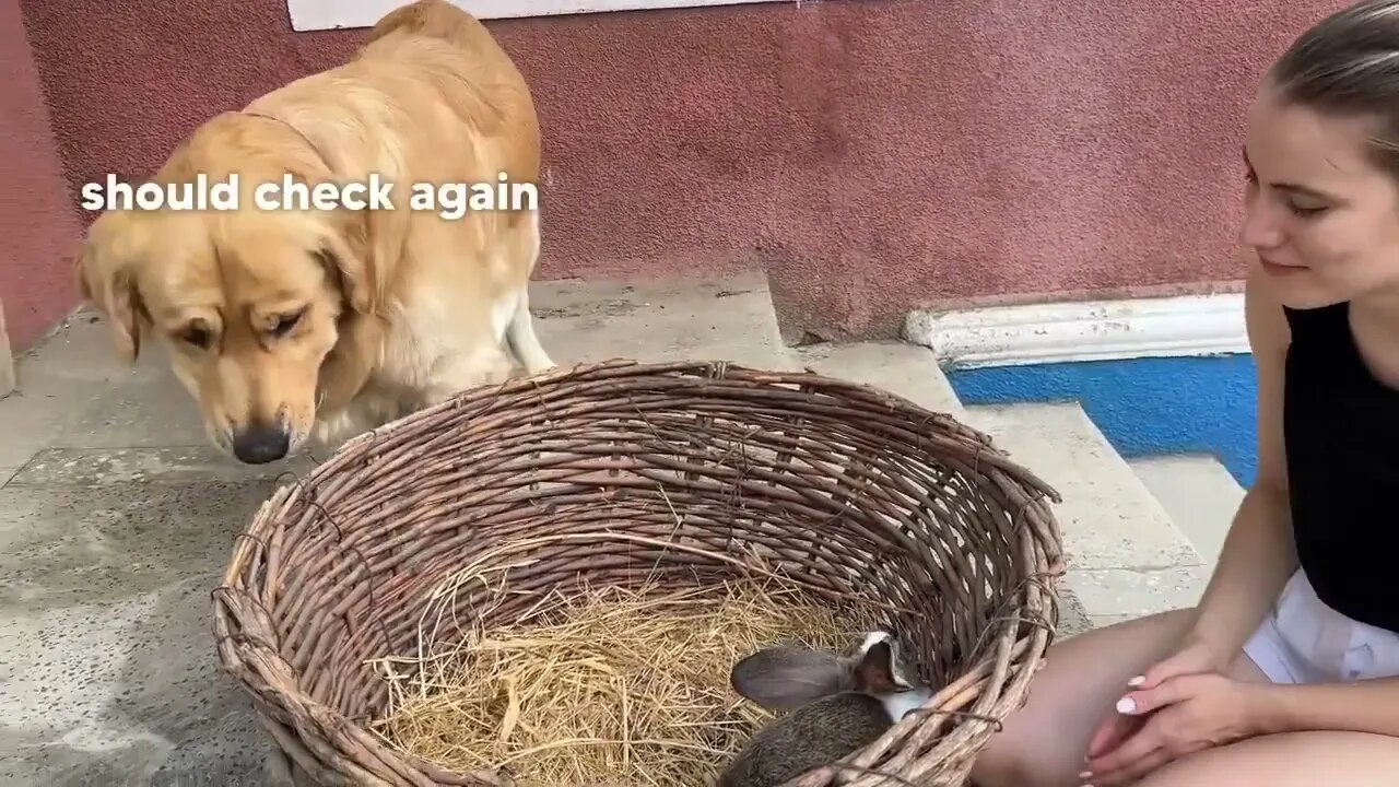 Gentle Golden Retriever Meets A Bunny For The First Time