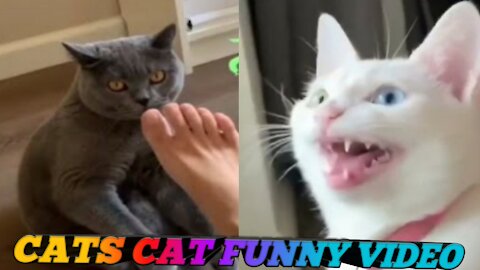 Shocking cat funny video