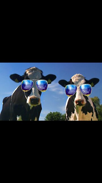 FUNNY COW DANCE 4 │ Cow Song & Cow Videos 2022