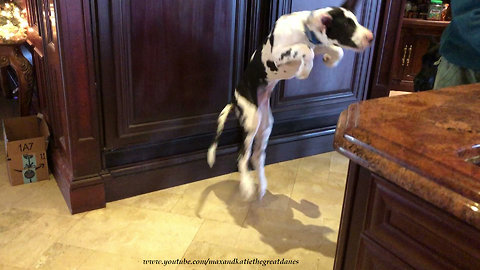 Puppy bounces in excitement for his breakfast