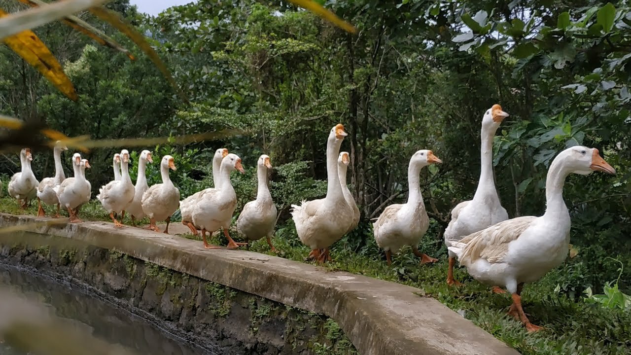 ANGSA MAKAN.. Panggilan Soang Sarapan. HEWAN PINTAR.