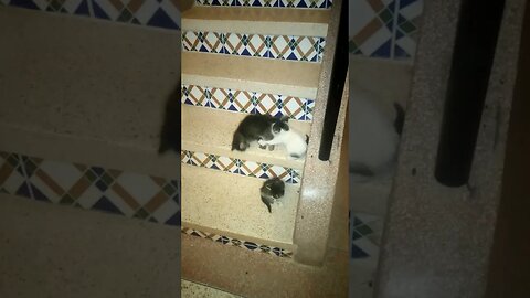 when happy kittens play in stairs !!!!