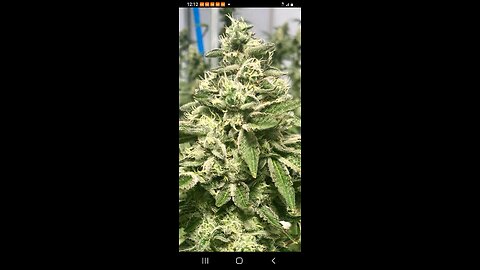 Howdy Stoners.