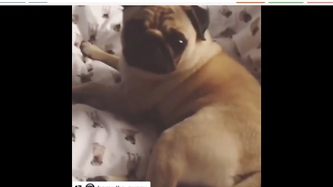 Lazy pug has a hard time waking up