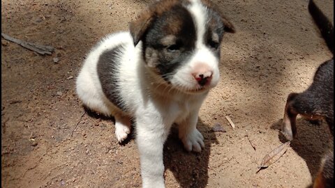 Cute newborn puppys