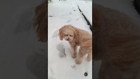 первый снег #мальтипу #maltipoo #смешныеживотные #смешныесобаки #смешныевидео #легкийюмор #юмор