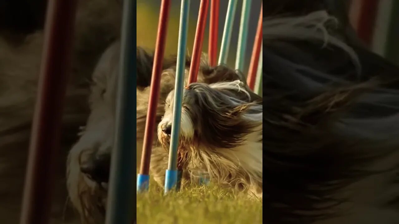 A raça Bearded Collie 🐶 Um dos mais peludos do mundo! 🔝🐶🌎 #shorts
