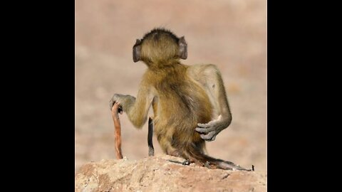 Funny animals best of the 2022 funny animals videos
