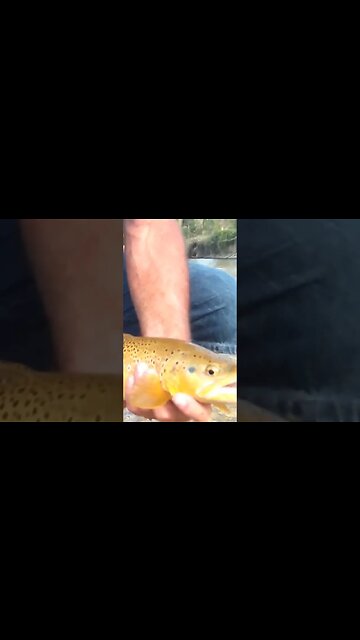 Beautiful fish! #trout #troutfishing #browntrout #wyoming #shortsvideo #shortsfeed #success #wild