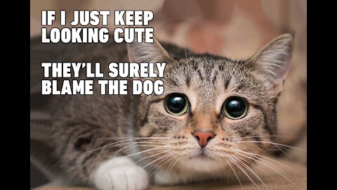 Funny and Cute Cat Moment with the Owner