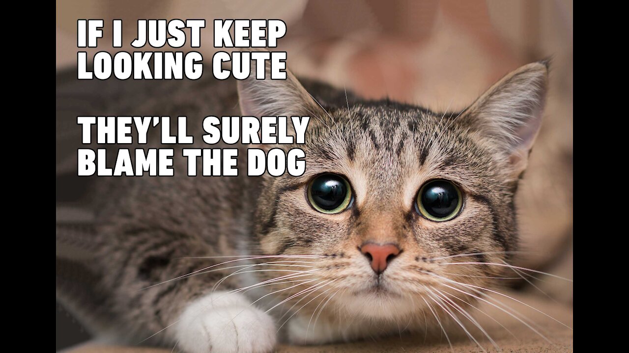 Funny and Cute Cat Moment with the Owner