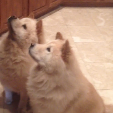 Two Cute Dogs Getting Treats Like A Professionals