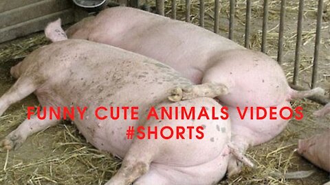 Funny Cute Animals Videos #Shorts