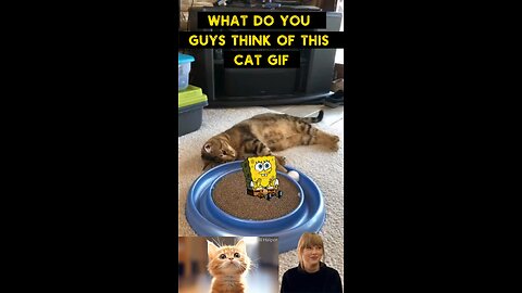 Cute Cat Gif