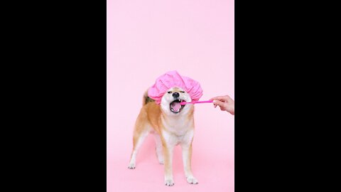 Cute and funny animal vedio..Super Funny...Hole your laughter Till the end