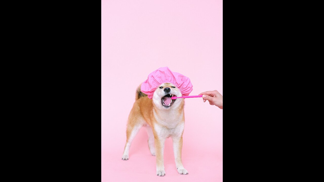 Cute and funny animal vedio..Super Funny...Hole your laughter Till the end