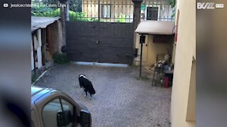 Dog absolutely ecstatic to see owner's girlfriend after 50 days apart!