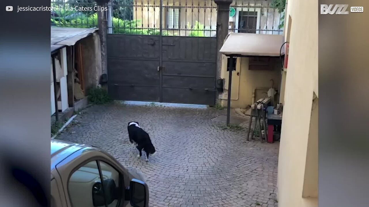 Dog absolutely ecstatic to see owner's girlfriend after 50 days apart!