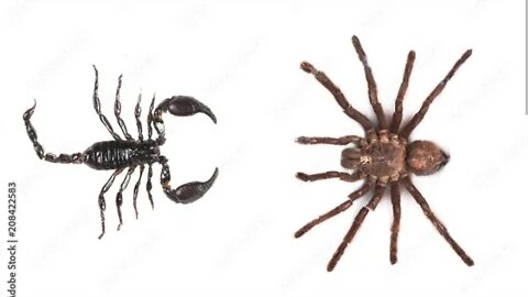 When The Scorpion Marries The...