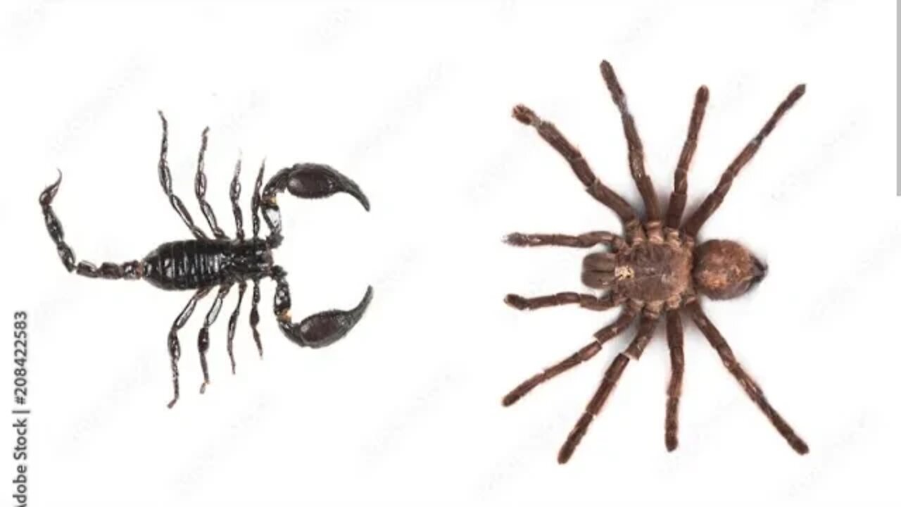 When The Scorpion Marries The...