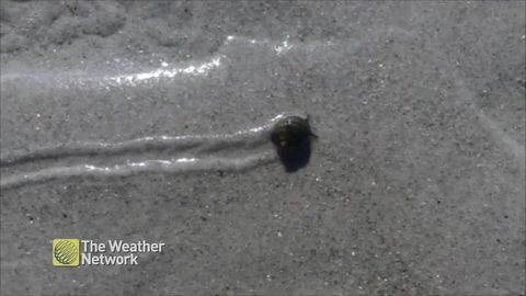 Pace yourself! Snail makes its way across the wet sand