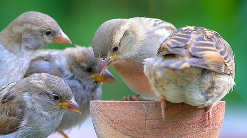 Female House Sparrow is Mooning Me