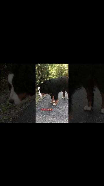 Happy dog#lunchbox #bigpuppy #mountain-dog# eyes on my lunch