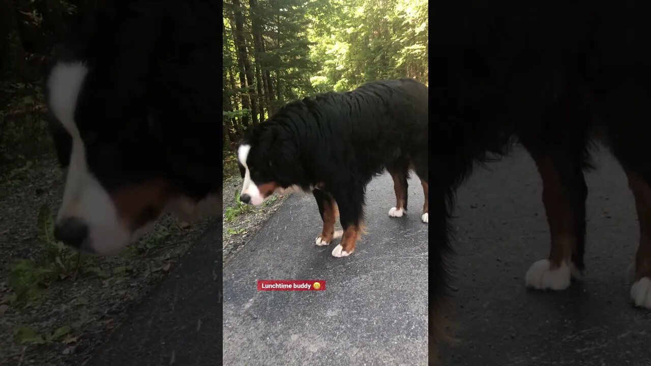 Happy dog#lunchbox #bigpuppy #mountain-dog# eyes on my lunch